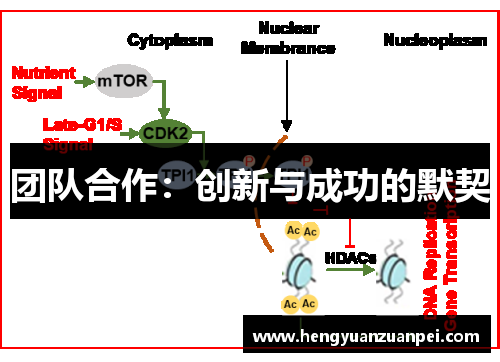 团队合作：创新与成功的默契